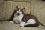 Британские котята редких окрасов фавн циннамон биколоры