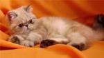 экзотические, персидские котята из питомника