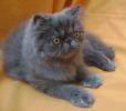 голубой персидский котик