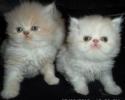 Персидские котята продам