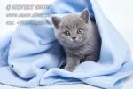 Голубой британский котенок Из питомника